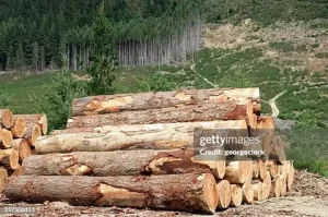 Quality Wood Whanganui firewood and timber supplies for local homes and projects
