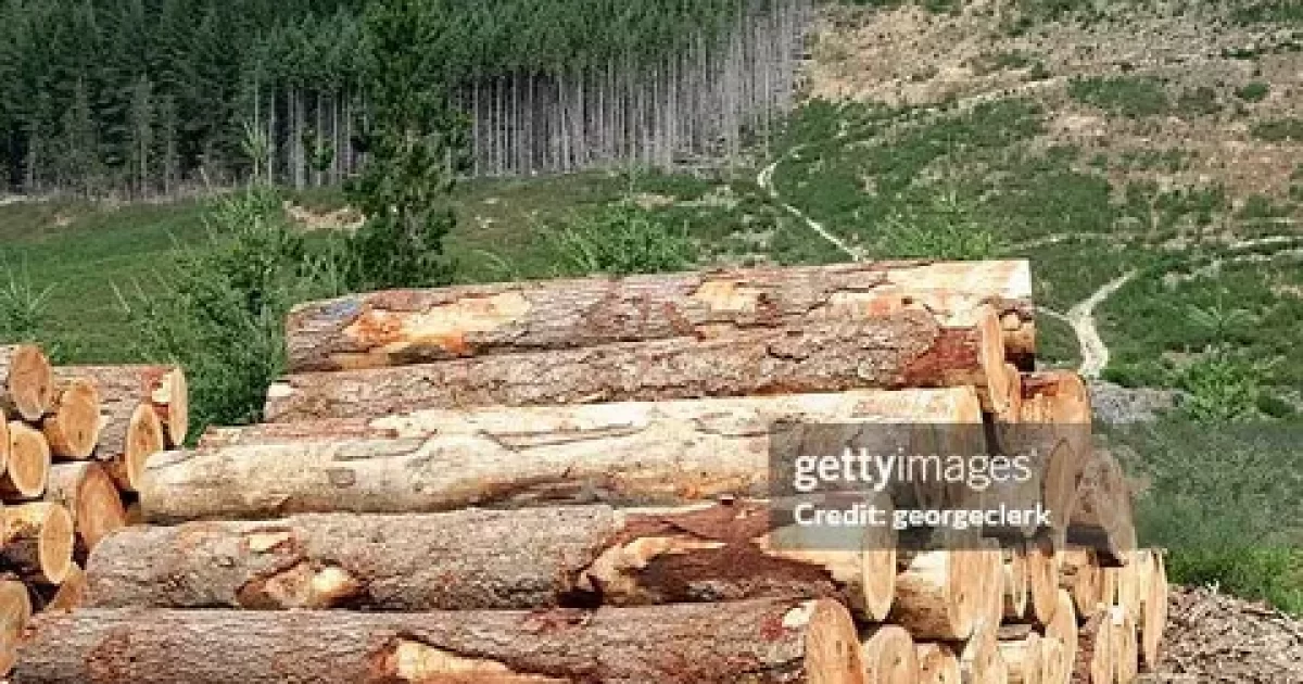 Quality Wood Whanganui firewood and timber supplies for local homes and projects